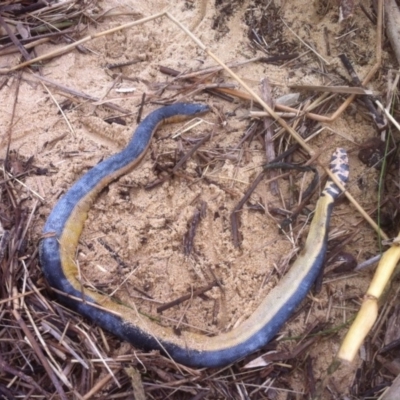 Hydrophis platurus (Yellow-bellied Sea Snake) at Mogareeka, NSW - 18 Jun 2016 by Mia