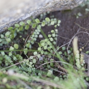 Asplenium flabellifolium at Illilanga & Baroona - 13 Nov 2011