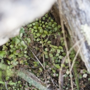 Asplenium flabellifolium at Illilanga & Baroona - 13 Nov 2011