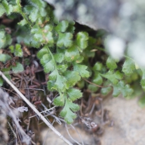 Pleurosorus rutifolius at Illilanga & Baroona - 22 Oct 2014