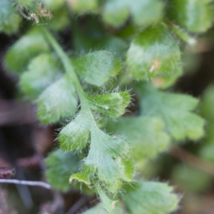 Pleurosorus rutifolius at Illilanga & Baroona - 22 Oct 2014