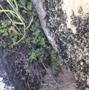 Asplenium subglandulosum at Illilanga & Baroona - 22 Oct 2014