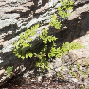 Cheilanthes sieberi at Illilanga & Baroona - 22 Oct 2014