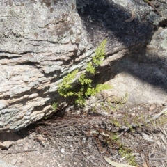 Cheilanthes sieberi at Illilanga & Baroona - 22 Oct 2014