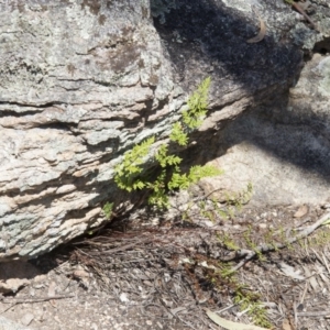 Cheilanthes sieberi at Illilanga & Baroona - 22 Oct 2014 01:37 PM