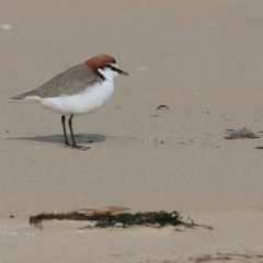 Charadrius ruficapillus (Red-capped Plover) at Undefined - 23 Jun 2016 by Charles Dove