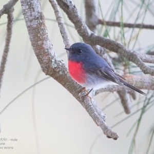 Petroica rosea at Lake Tabourie, NSW - 24 Jun 2016