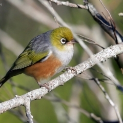 Zosterops lateralis (Silvereye) at Undefined - 26 Jun 2016 by Charles Dove