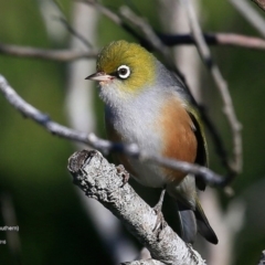 Zosterops lateralis at undefined - 27 Jun 2016