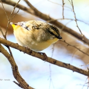 Pardalotus punctatus at undefined - 27 Jun 2016 12:00 AM