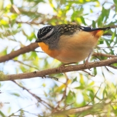 Pardalotus punctatus at undefined - 27 Jun 2016