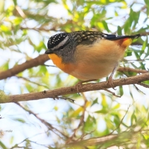 Pardalotus punctatus at undefined - 27 Jun 2016