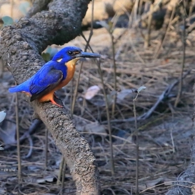 Ceyx azureus (Azure Kingfisher) at Garrads Reserve Narrawallee - 15 Jun 2016 by Charles Dove