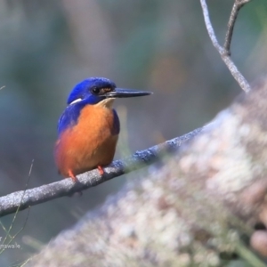 Ceyx azureus at Garrads Reserve Narrawallee - 16 Jun 2016