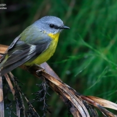 Eopsaltria australis (Eastern Yellow Robin) at Narrawallee Foreshore and Reserves Bushcare Group - 16 Jun 2016 by Charles Dove