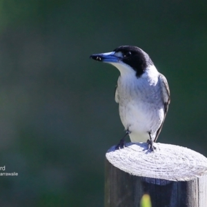 Cracticus torquatus at Garrads Reserve Narrawallee - 17 Jun 2016 12:00 AM