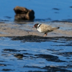 Charadrius rubricollis (Hooded Plover) at Dolphin Point, NSW - 14 Jun 2016 by CharlesDove