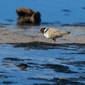 Charadrius rubricollis at suppressed - suppressed