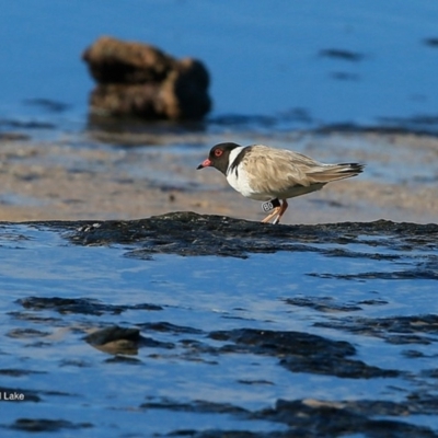 Charadrius rubricollis (Hooded Plover) at Wairo Beach and Dolphin Point - 13 Jun 2016 by Charles Dove