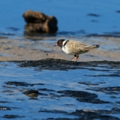 Charadrius rubricollis (Hooded Plover) at Wairo Beach and Dolphin Point - 13 Jun 2016 by Charles Dove