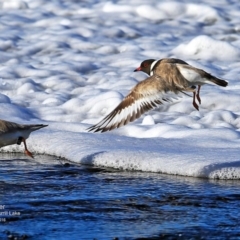 Charadrius rubricollis at suppressed - 14 Jun 2016