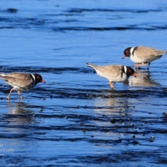 Charadrius rubricollis at suppressed - suppressed