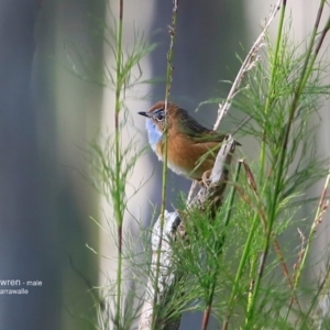 Stipiturus malachurus at Garrads Reserve Narrawallee - 17 Jun 2016