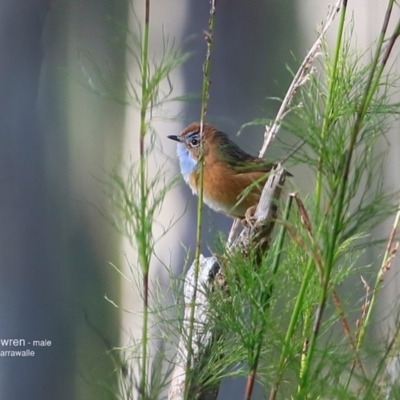 Stipiturus malachurus (Southern Emu-wren) at Garrads Reserve Narrawallee - 17 Jun 2016 by CharlesDove