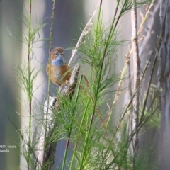 Stipiturus malachurus at Garrads Reserve Narrawallee - suppressed