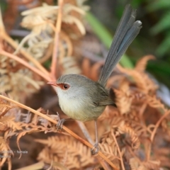 Malurus lamberti (Variegated Fairywren) at One Track For All - 13 Jun 2016 by Charles Dove