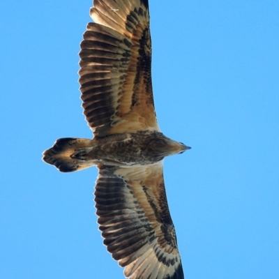 Haliaeetus leucogaster (White-bellied Sea-Eagle) at Dolphin Point, NSW - 14 Jun 2016 by CharlesDove