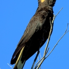 Calyptorhynchus funereus (Yellow-tailed Black-Cockatoo) at South Pacific Heathland Reserve - 19 Jun 2016 by Charles Dove
