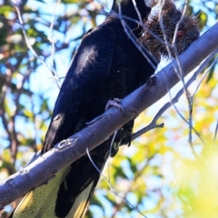 Zanda funerea at South Pacific Heathland Reserve - 20 Jun 2016 12:00 AM