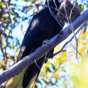 Zanda funerea at South Pacific Heathland Reserve - 20 Jun 2016 12:00 AM