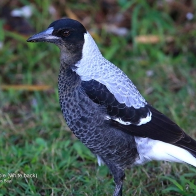 Gymnorhina tibicen (Australian Magpie) at Undefined - 14 Jun 2016 by Charles Dove