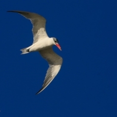 Hydroprogne caspia (Caspian Tern) at Undefined - 15 Jun 2016 by Charles Dove