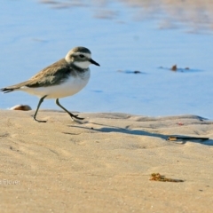 Anarhynchus bicinctus (Double-banded Plover) at Undefined - 16 Jun 2016 by Charles Dove