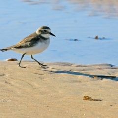 Anarhynchus bicinctus (Double-banded Plover) at Undefined - 17 Jun 2016 by Charles Dove