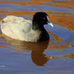 Fulica atra (Eurasian Coot) at Undefined - 15 Jun 2016 by Charles Dove