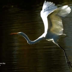 Ardea alba (Great Egret) at Undefined - 16 Jun 2016 by Charles Dove