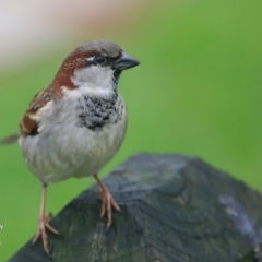 Passer domesticus (House Sparrow) at Undefined - 13 Jun 2016 by Charles Dove