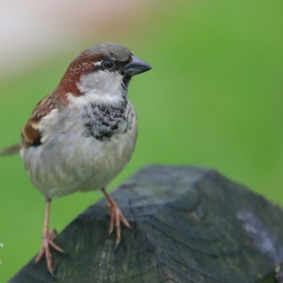 Passer domesticus (House Sparrow) at Undefined - 13 Jun 2016 by Charles Dove