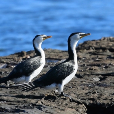 Microcarbo melanoleucos (Little Pied Cormorant) at Undefined - 13 Jun 2016 by Charles Dove