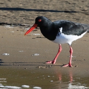 Haematopus longirostris at Batemans Marine Park - 17 Jun 2016