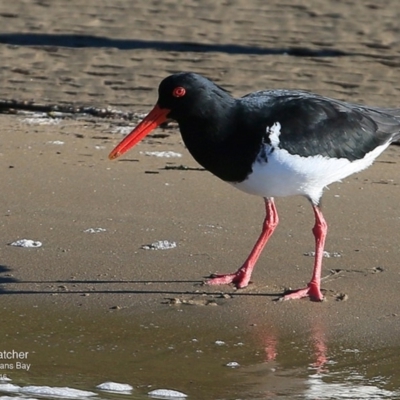 Haematopus longirostris (Australian Pied Oystercatcher) at Batemans Marine Park - 17 Jun 2016 by CharlesDove