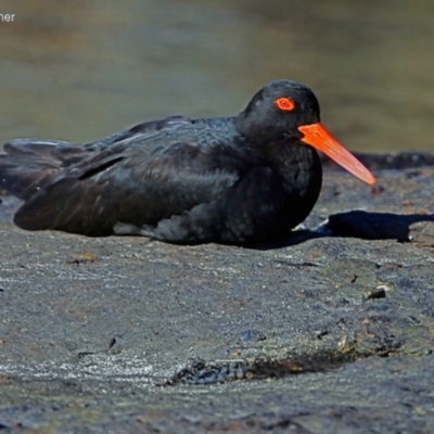 Haematopus fuliginosus (Sooty Oystercatcher) at Undefined - 14 Jun 2016 by CharlesDove