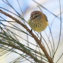 Acanthiza lineata (Striated Thornbill) at Lake Tabourie Bushcare - 15 Jun 2016 by Charles Dove