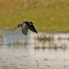 Hirundo neoxena (Welcome Swallow) at Undefined - 16 Jun 2016 by Charles Dove