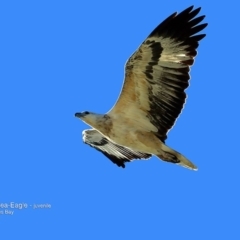 Haliaeetus leucogaster (White-bellied Sea-Eagle) at Batemans Marine Park - 17 Jun 2016 by CharlesDove