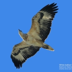 Haliaeetus leucogaster at Batemans Marine Park - 17 Jun 2016